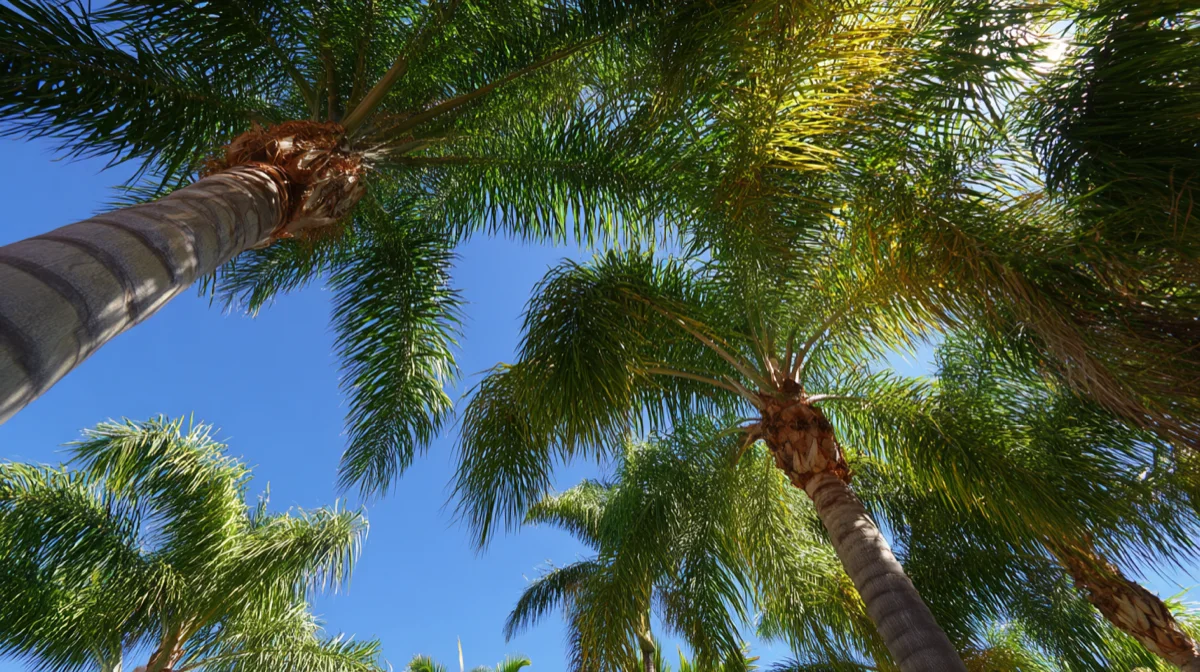 palm injections venice fl