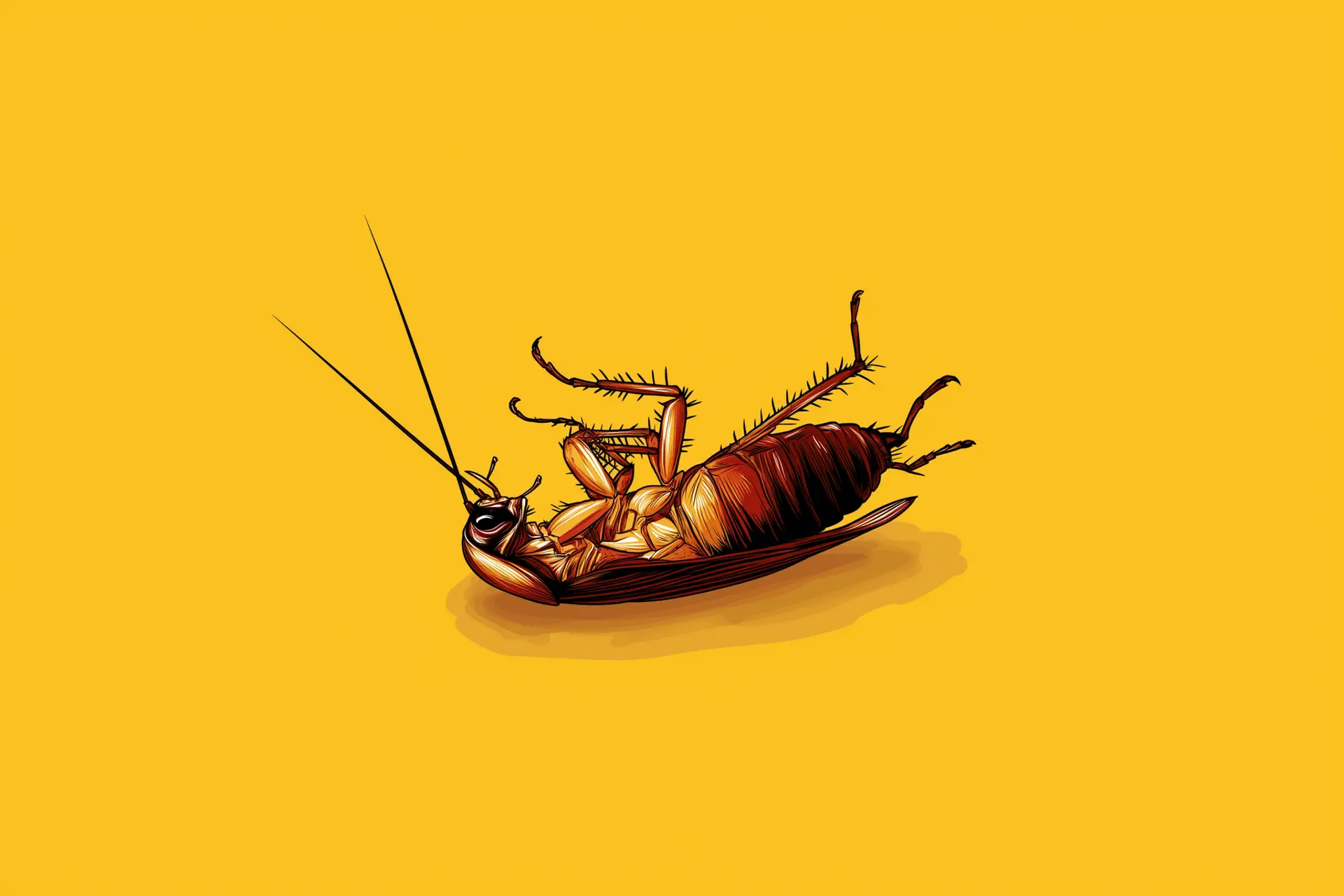 Pest Control Laurel, FL 17 pest control in venice florida